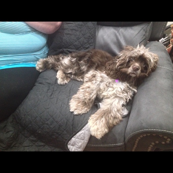 Meet your Posher, Maddie and her Puppy Lola. - Picture 2 of 3